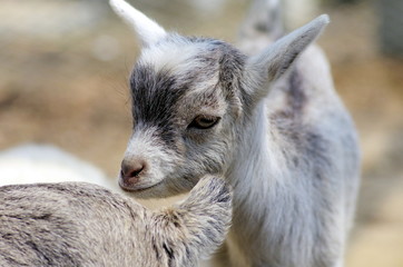 Fototapeta premium 仔山羊