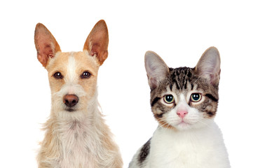 Close-up Of Cat And Dog