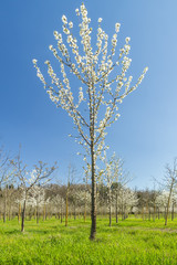 Fototapeta premium Tree fruits in springtime