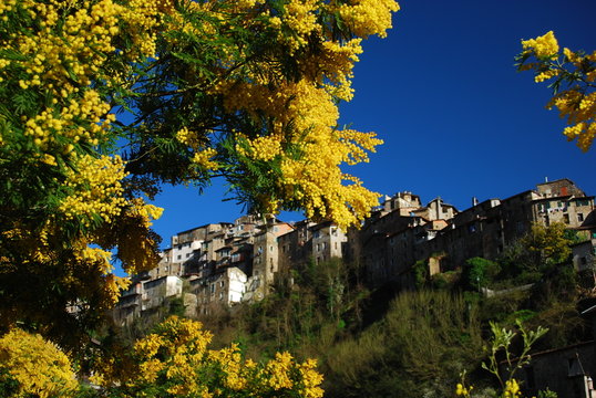 mimosa &agrave; apricale Italie