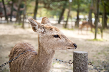 Naklejka na ściany i meble Deer - Todaiji Ancient Temple, Nara, Japan