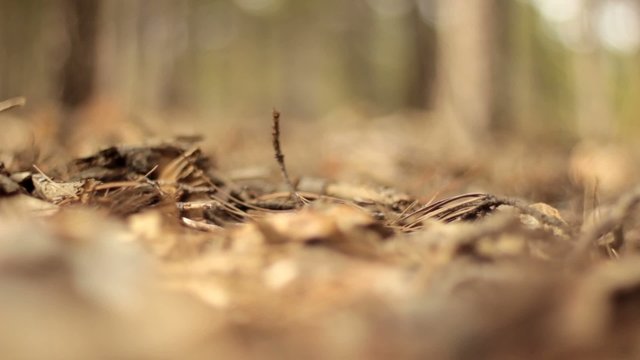 bosque desenfoque extremo