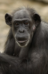 common Chimpanzees