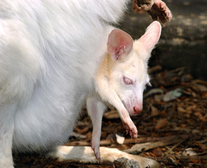 albino kangaroo in pouch