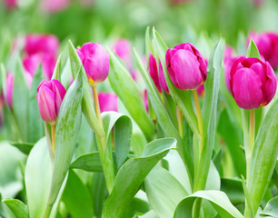 colorful tulips