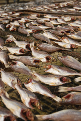 Dry fish