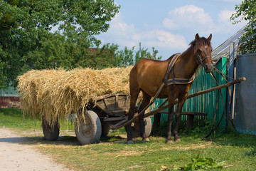 A chestnut mule harnessed to a traditional hay cart. Ukraine.