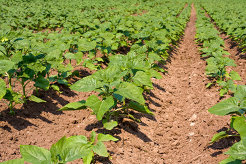 Green sunflower field