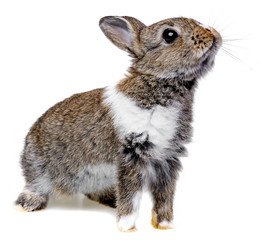 little baby rabbit on a white background