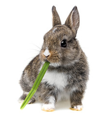 little baby rabbit eating a grass © Vera Kuttelvaserova
