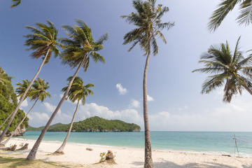 Coconut Trees on a beach