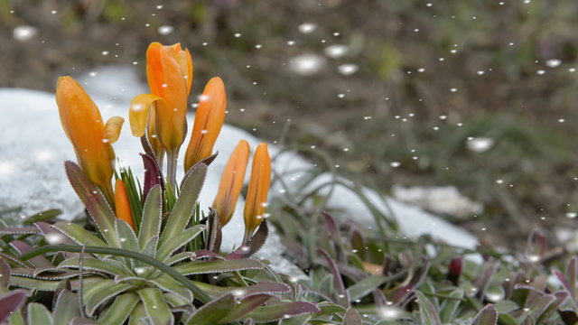 Orange spring flowers in falling snow