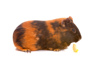 guinea pig, isolated