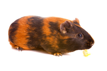 guinea pig, isolated