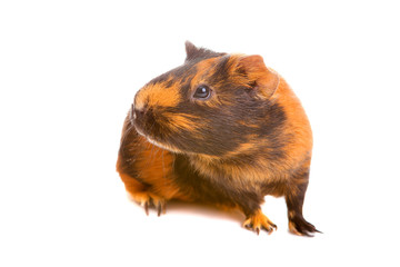 guinea pig, isolated