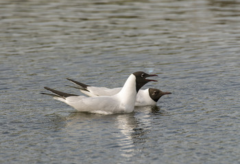 mouette rieuse, parades, Chroicocephalus ridibundus
