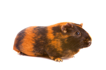 guinea pig, isolated