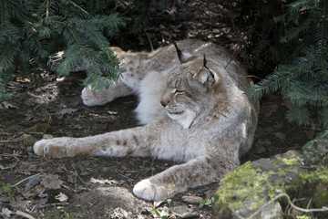 Dösender Luchs