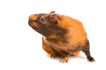 guinea pig, isolated