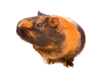 guinea pig, isolated