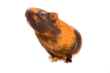 guinea pig, isolated