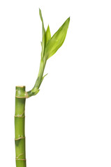 Fototapeta na wymiar Isolated lucky bamboo with copy place