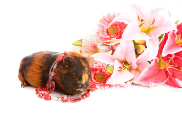 guinea pig  about flowers and, isolated