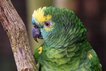 The Amazon green parrot