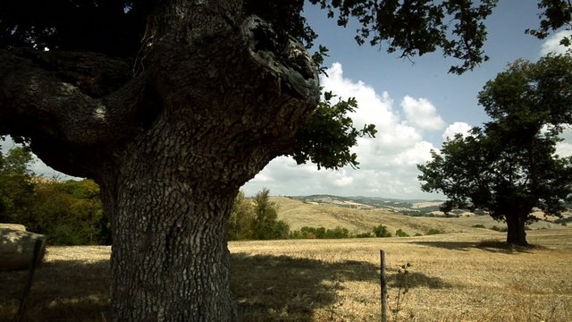 Tuscan countryside olive trees