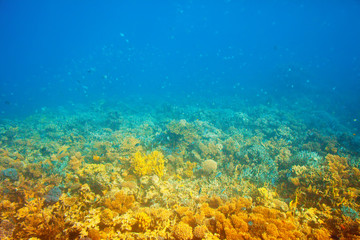 Naklejka na ściany i meble coral reef in Red sea