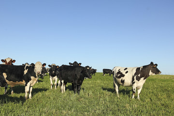 Herd of cattle. Latin America. La industria de la ganader&iacute;a vac