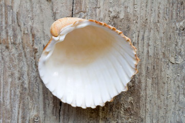 shell on wood