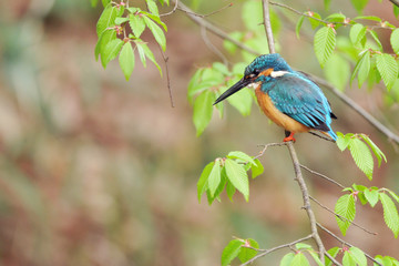 止まり木のカワセミ