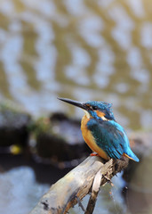 休憩中のカワセミ