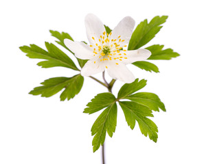 Buschwindröschen (Anemone nemorosa)