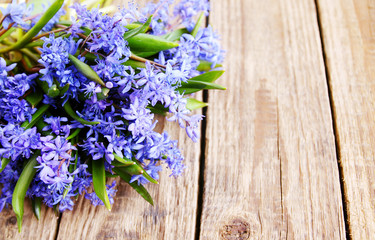 bouquet scilla
