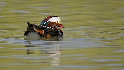 Anatra mandarina (maschio)