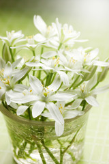 white spring flowers