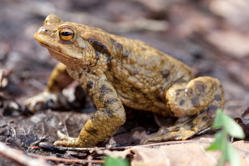 Erdkroete (bufo bufo)