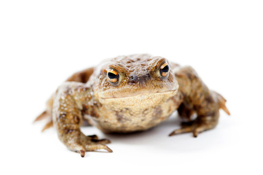 Erdkroete (bufo bufo)