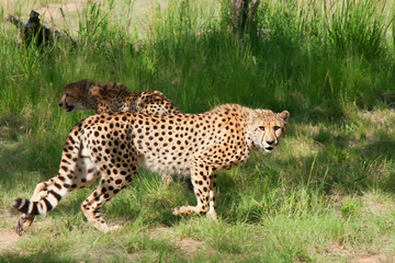Obraz premium african cheetahs