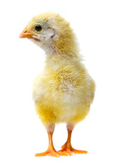 one chicken isolated on white