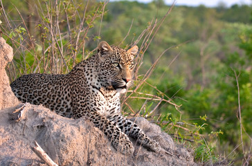 léopard africain