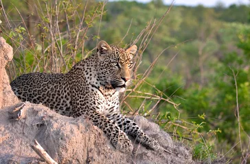 Möbelaufkleber afrikanischer Leopard © lienkie