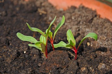 Swiss chard seedlings © Arena Photo UK