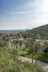 Fototapeta na wymiar Panoramic view the vineyards in the Valpolicella