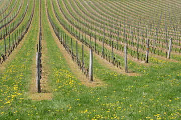 Des vignes au printemps
