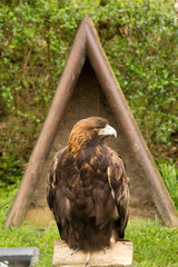 Harris's hawk