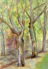 High plane trees
