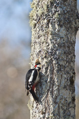 Woodpecker hacking out a nest